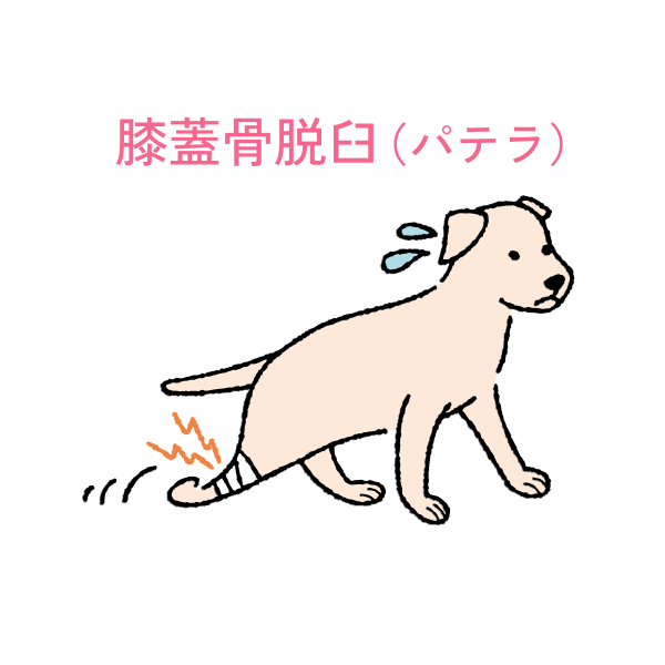 膝蓋骨脱臼（パテラ）