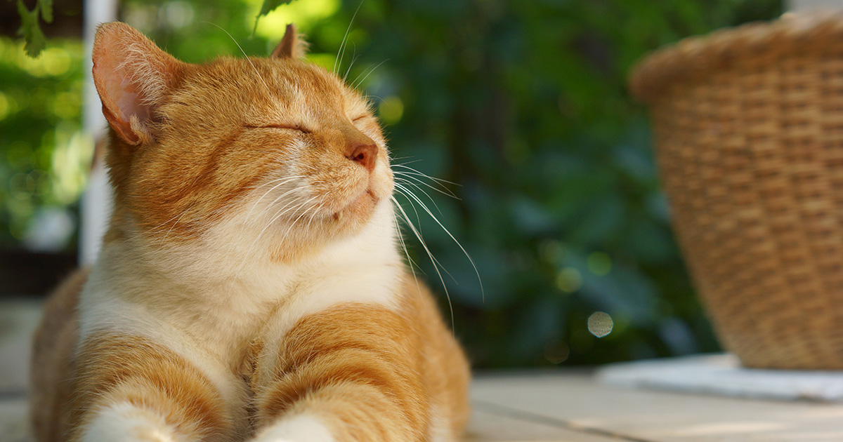 猫を飼うときにペット保険は不要？治療費用の試算を交えて解説！