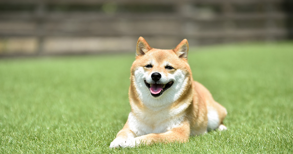 犬を飼うときにペット保険は不要？治療費用や支払事例を交えて解説！