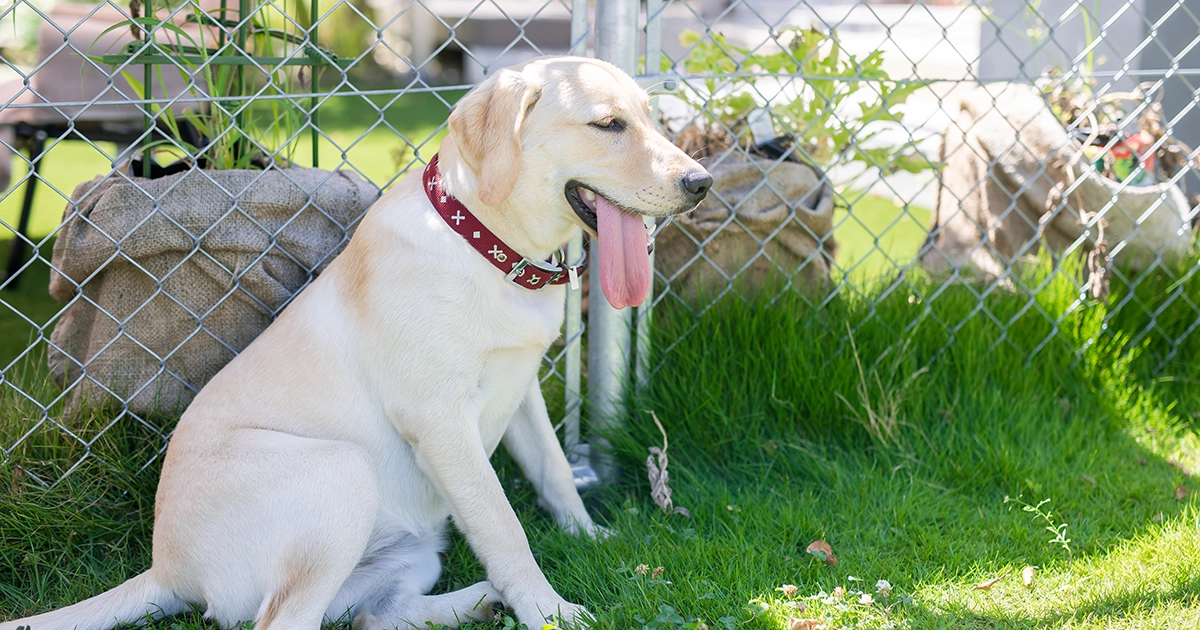 犬や猫でも熱中症になる？ペットを守るための予防策や対処法を解説！