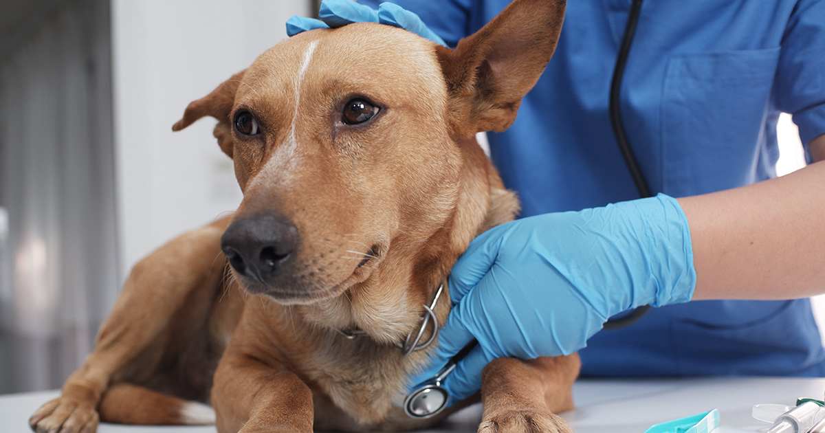 ペット保険は夜間診療も補償してくれる？補償範囲の違いや注意点を解説