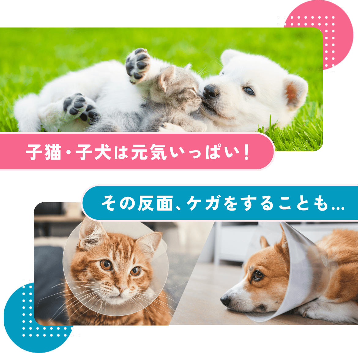 子猫・子犬は元気いっぱい!その反面、ケガをすることも…